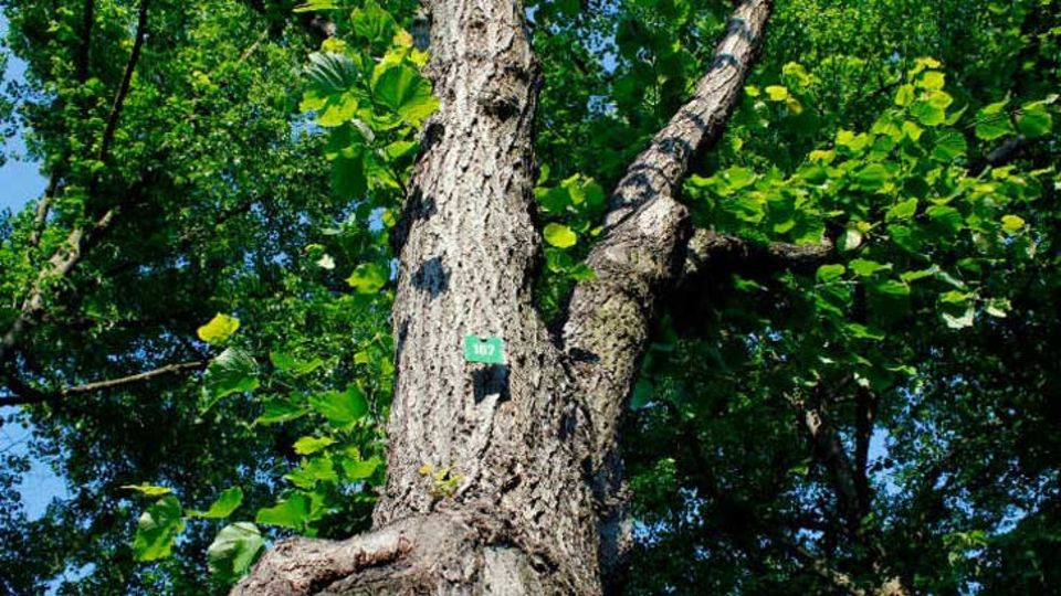 Baum