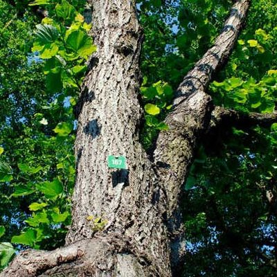 Baum