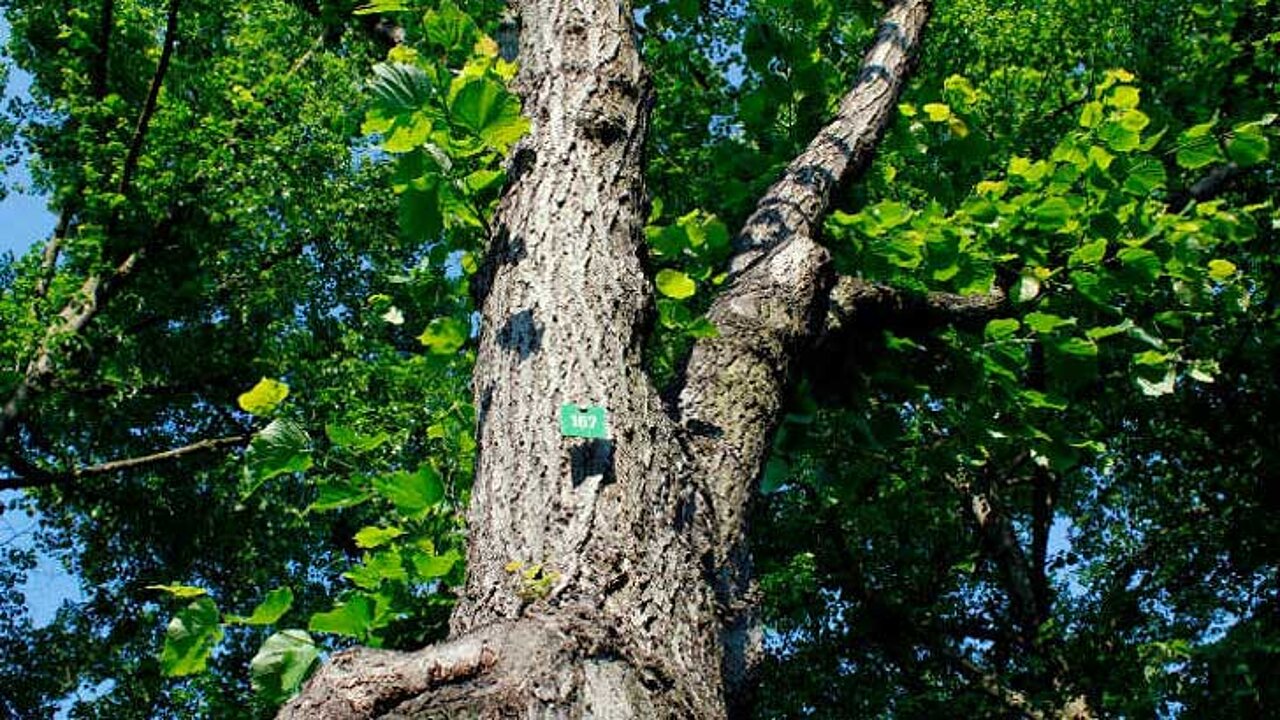 Baum