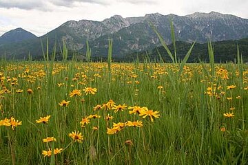Arnikablüte