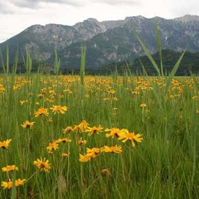 Arnikablüte