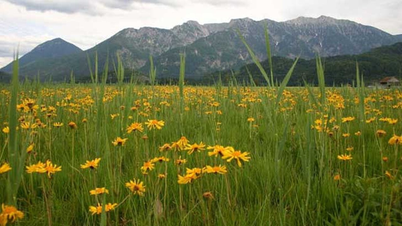 Arnikablüte