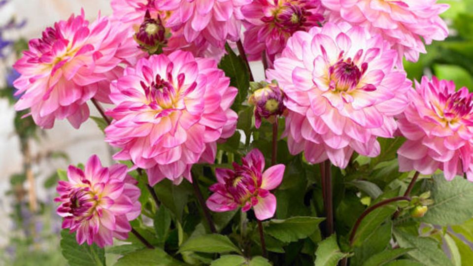 Dahlia Sincerity