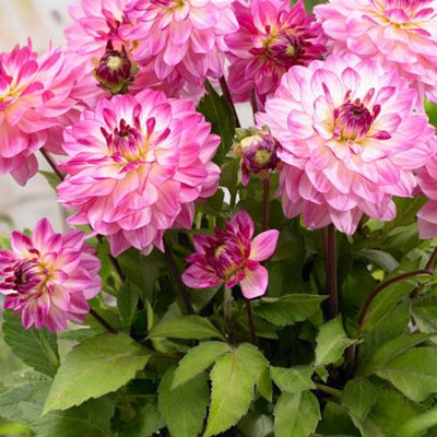 Dahlia Sincerity