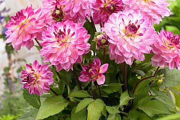 Dahlia Sincerity