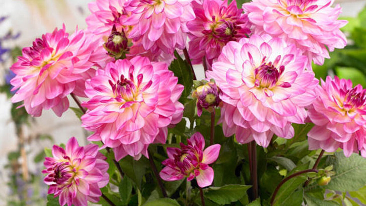 Dahlia Sincerity