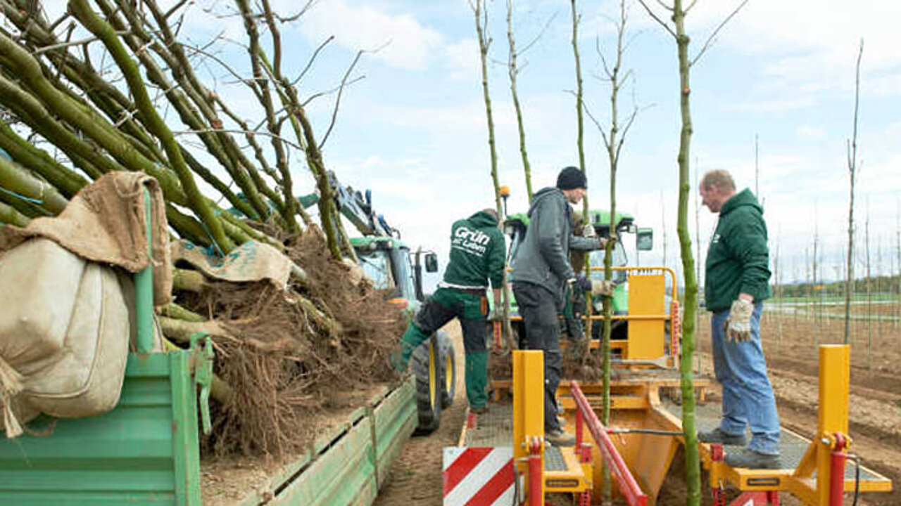 Baumschuler bei der Arbeit