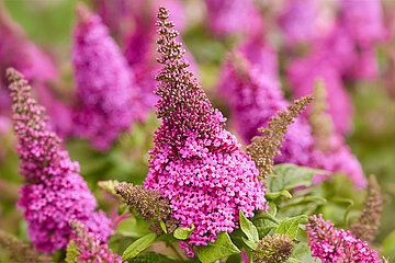 Buddleja davidii