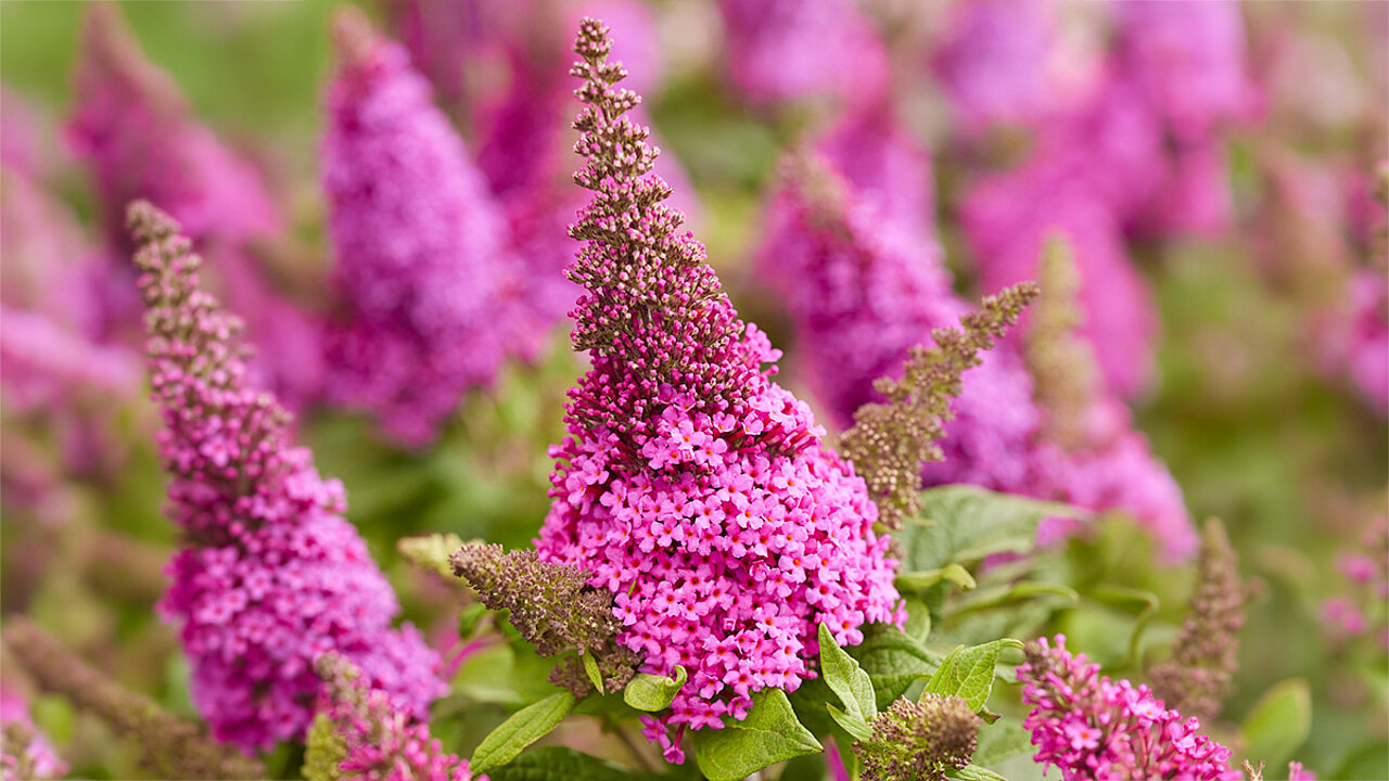 Buddleja davidii