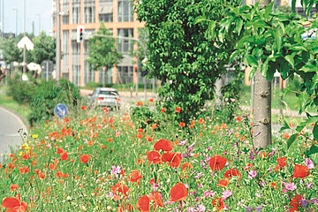 Wildblumen