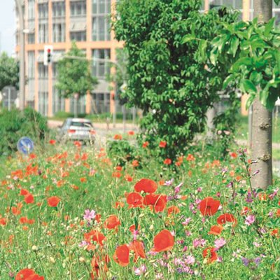 Wildblumen