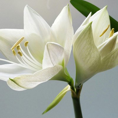 Weiße Lilien