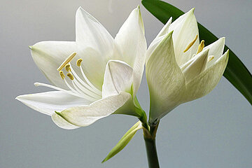 Weiße Lilien