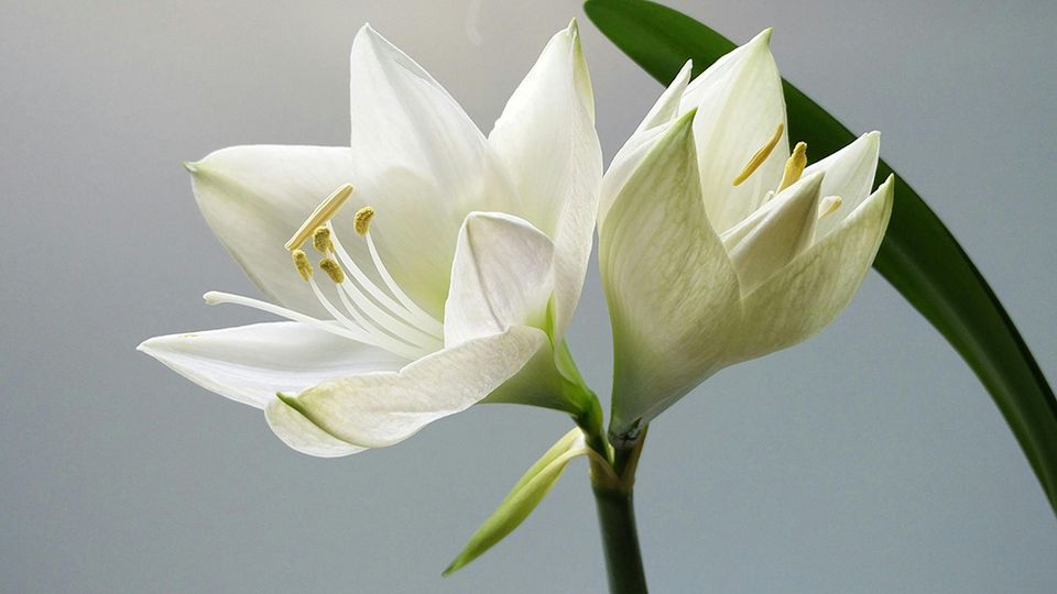 Weiße Lilien