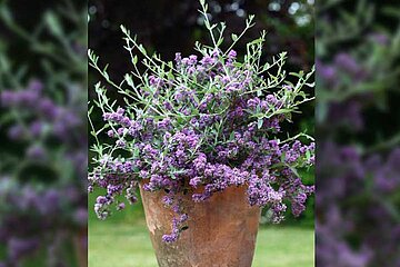 Buddleja Unique