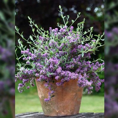 Buddleja Unique