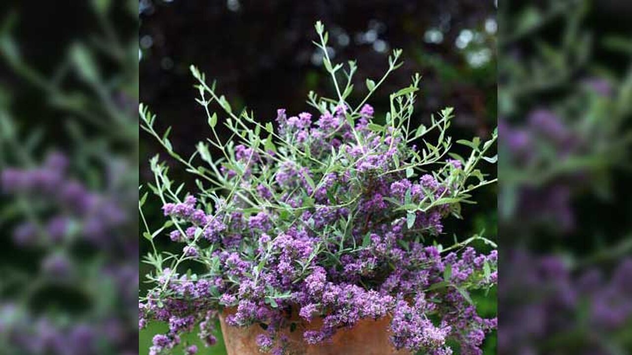 Buddleja Unique