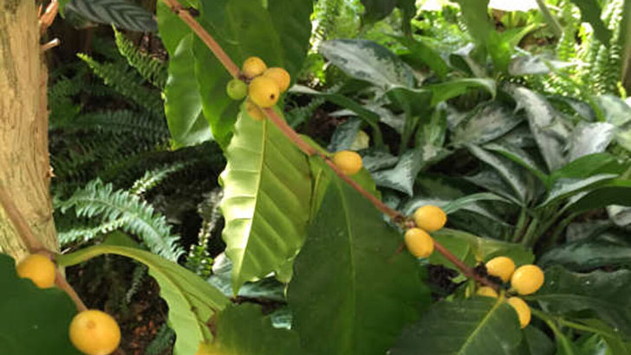 Ernte im Botanischen Garten