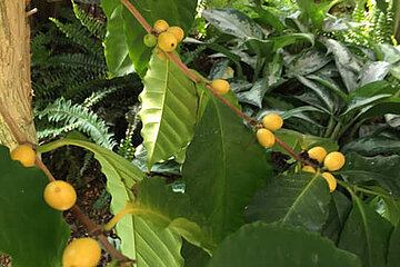 Ernte im Botanischen Garten
