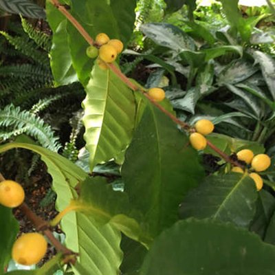 Ernte im Botanischen Garten