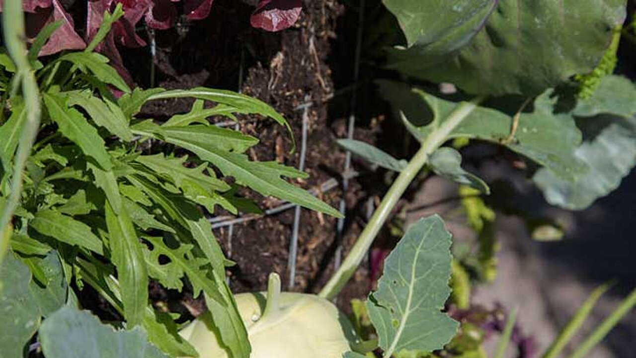 Kohlrabi und Rucola