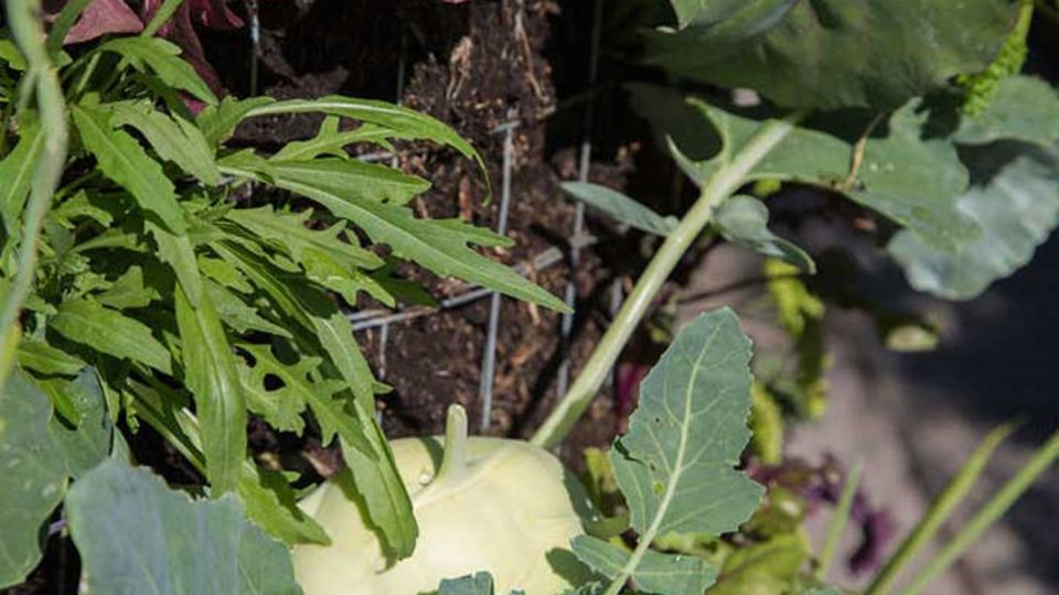Kohlrabi und Rucola