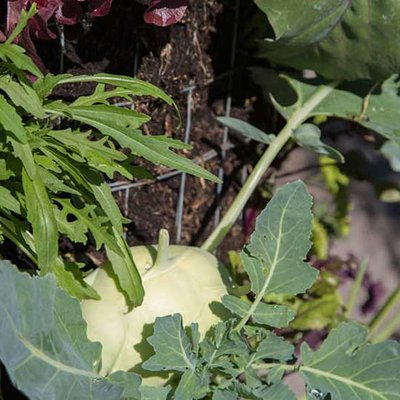 Kohlrabi und Rucola