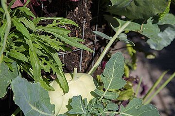 Kohlrabi und Rucola