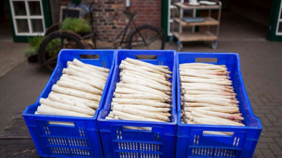 Spargel