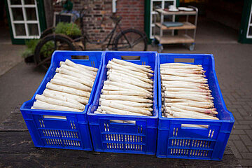 Spargel
