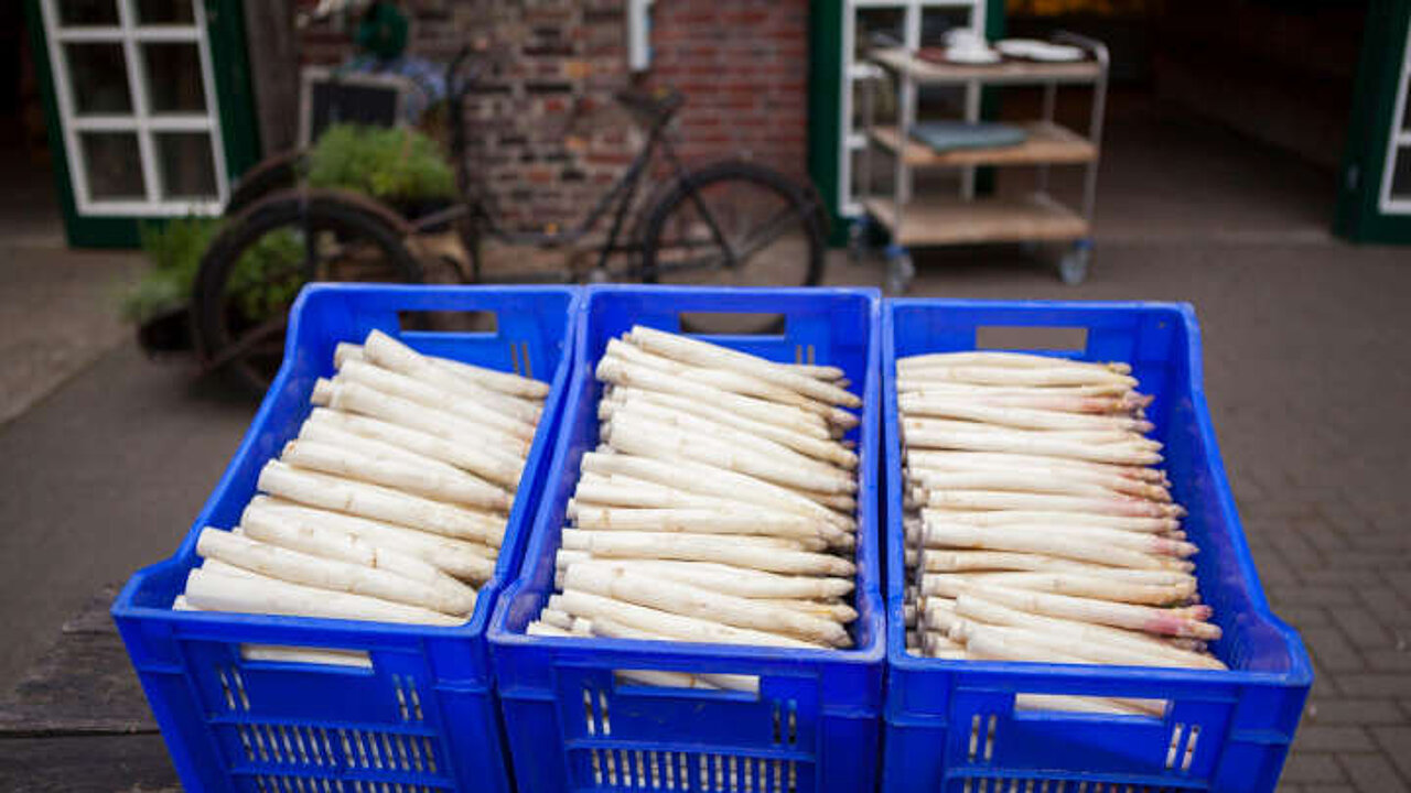 Spargel