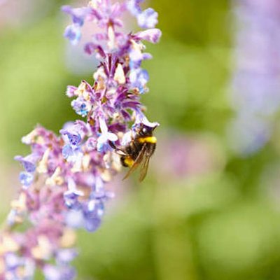 insektenfreundliche Bepflanzung