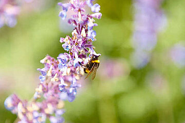 insektenfreundliche Bepflanzung