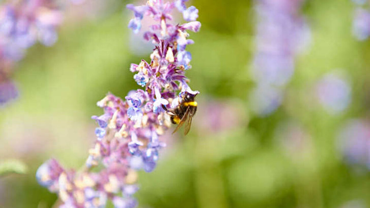 insektenfreundliche Bepflanzung