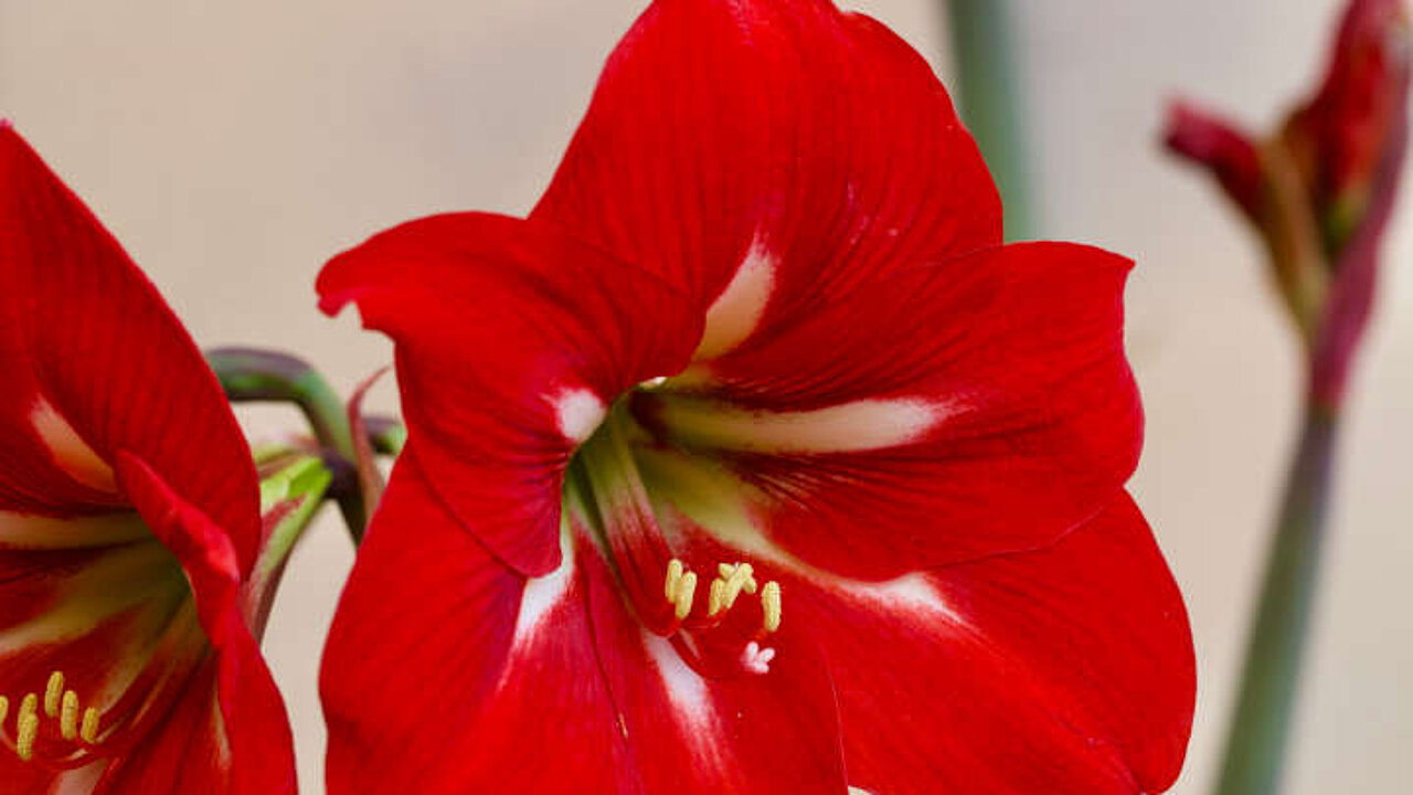 Amaryllis