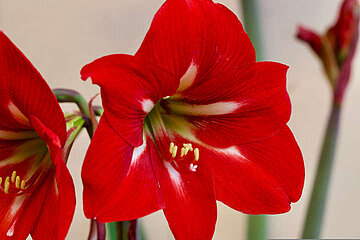 Amaryllis