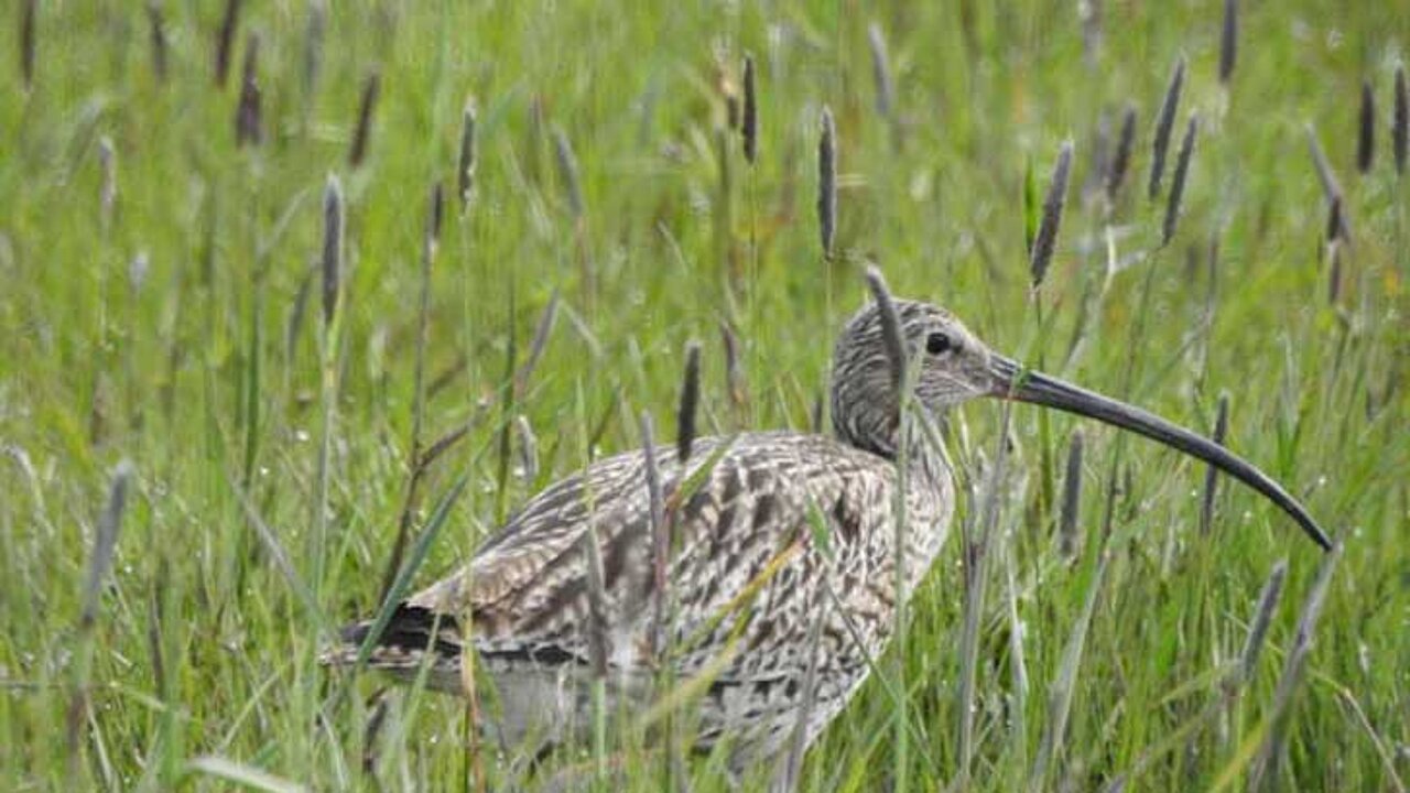 Brachvogel