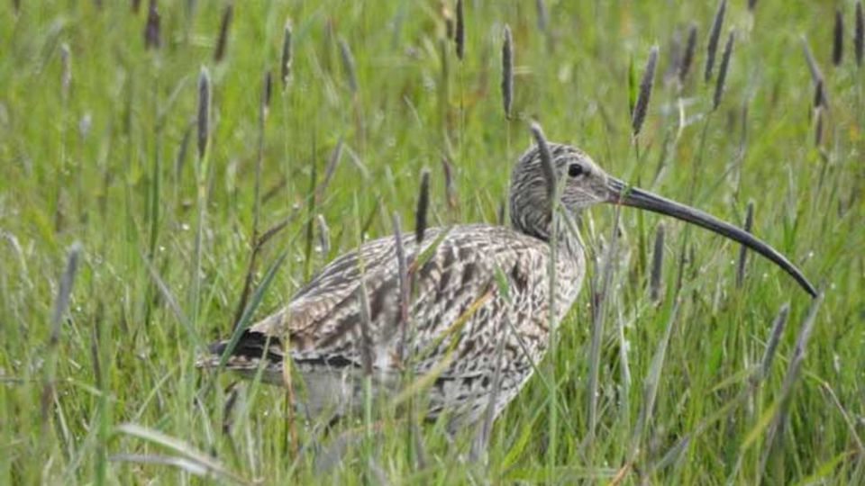 Brachvogel