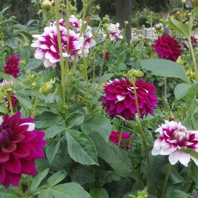 Die Dahlienblüte