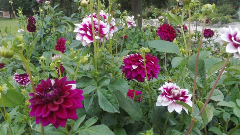 Die Dahlienblüte
