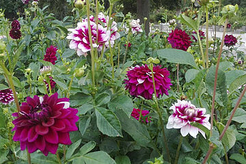 Die Dahlienblüte