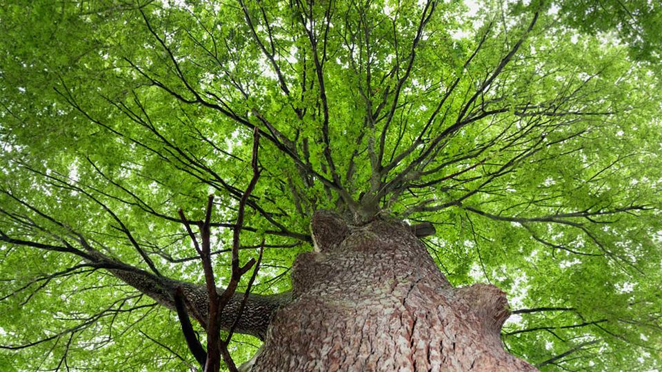 Baum