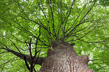 Baum