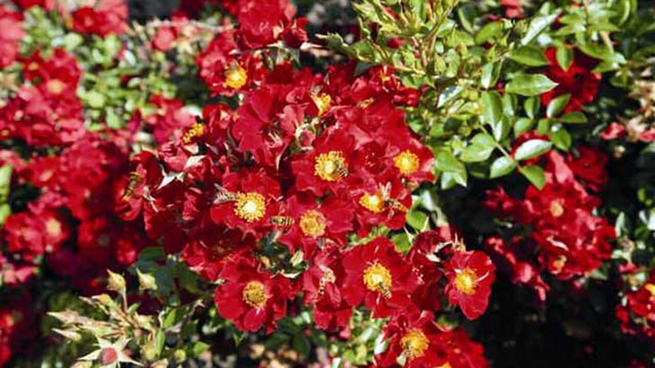 image-7545