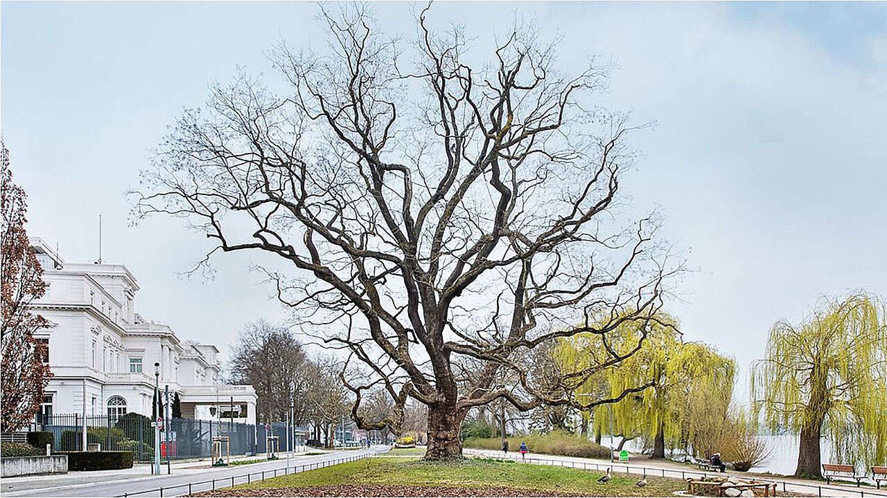 Japanischer Schnurbaum