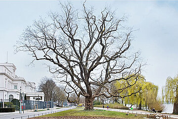 Japanischer Schnurbaum