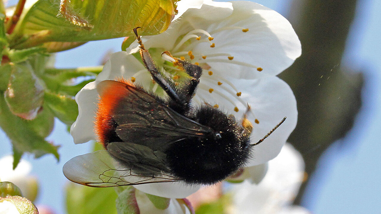 Steinhummel