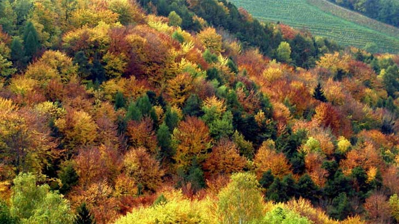 Wirtschaftswald