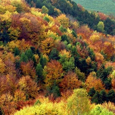 Wirtschaftswald