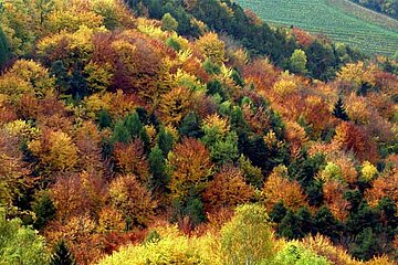 Wirtschaftswald